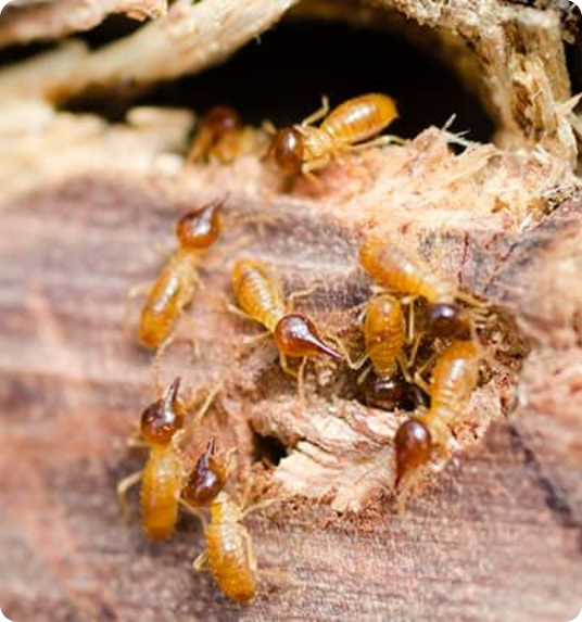 termite
